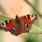 Schmetterling beim Sonnen