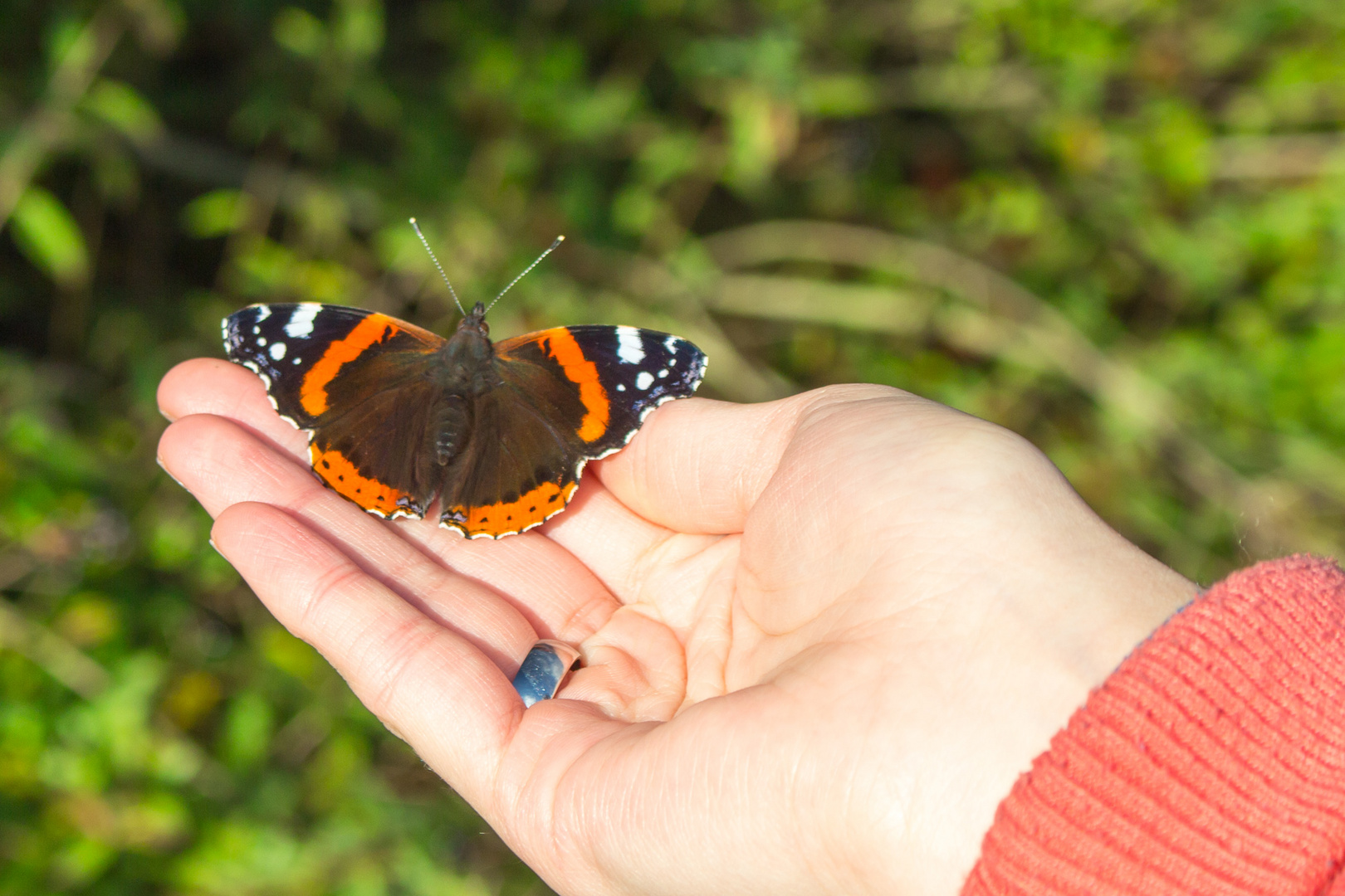 Schmetterling beim Sonnen