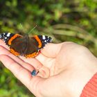 Schmetterling beim Sonnen