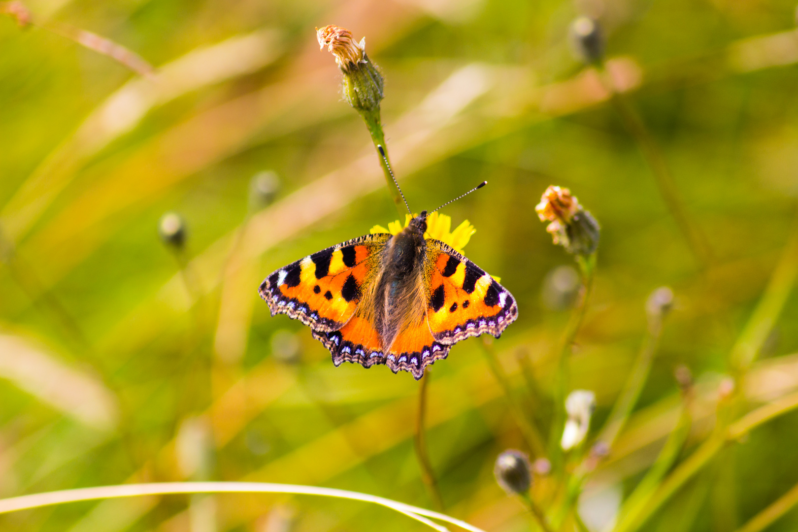 Schmetterling beim Sonnen