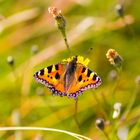 Schmetterling beim Sonnen