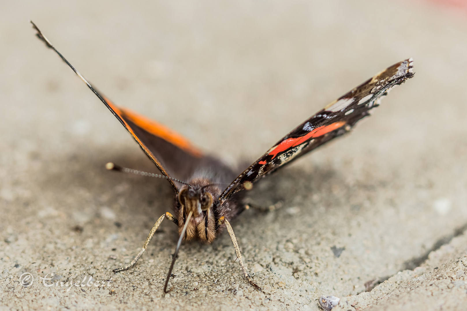 Schmetterling beim Sonnen