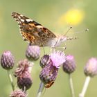 Schmetterling beim Sonnen