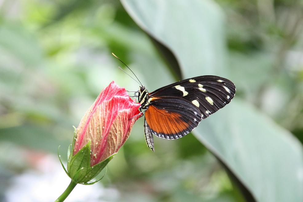 Schmetterling beim Sonnenbad