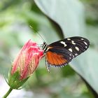 Schmetterling beim Sonnenbad