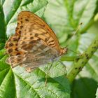 Schmetterling beim Sonnenbad