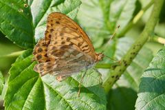 Schmetterling beim Sonnenbad