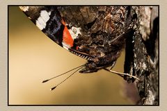 Schmetterling beim Sonnenbad