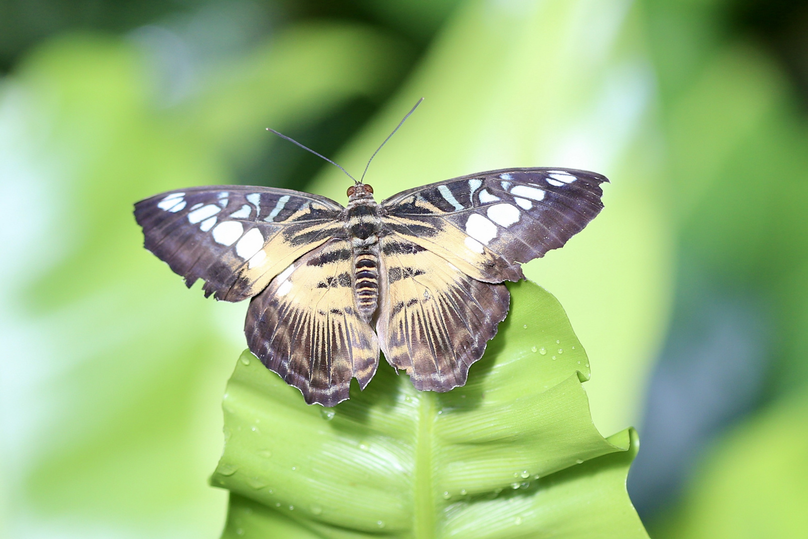 Schmetterling beim Sonnenbad