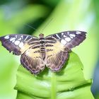 Schmetterling beim Sonnenbad