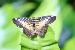 Schmetterling beim Sonnenbad