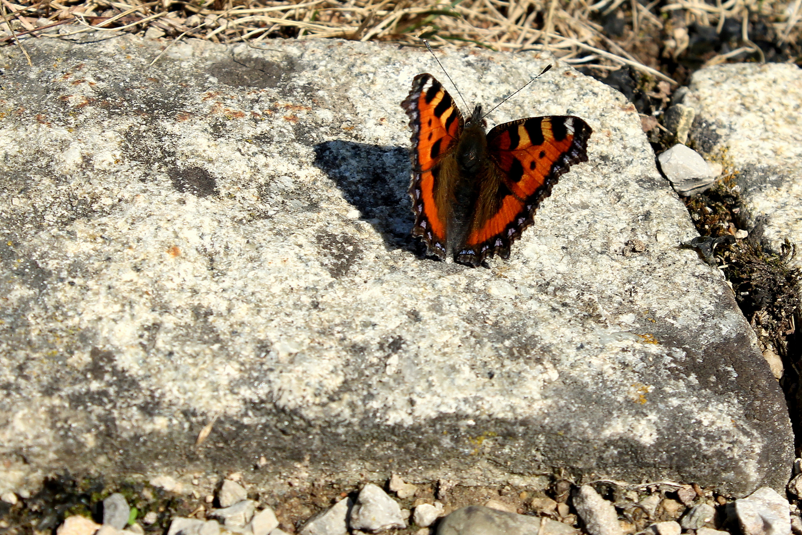 Schmetterling beim Sonnenbad