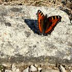 Schmetterling beim Sonnenbad