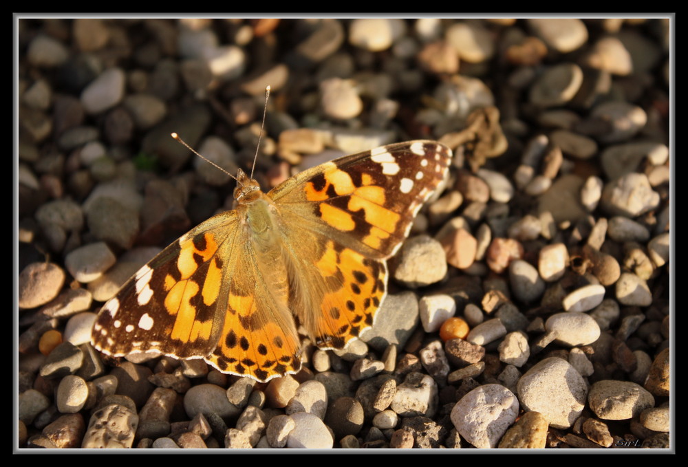 Schmetterling beim Sonnenbad