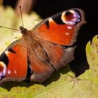 Schmetterling beim Sonnenbad