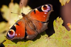 Schmetterling beim Sonnenbad