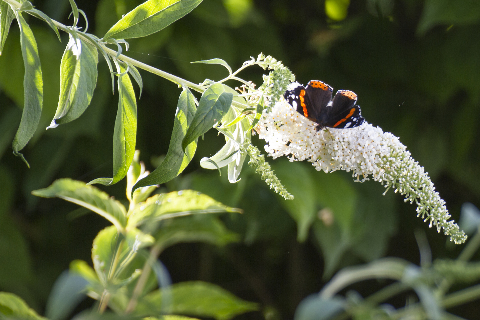 Schmetterling beim Sonnenbaden