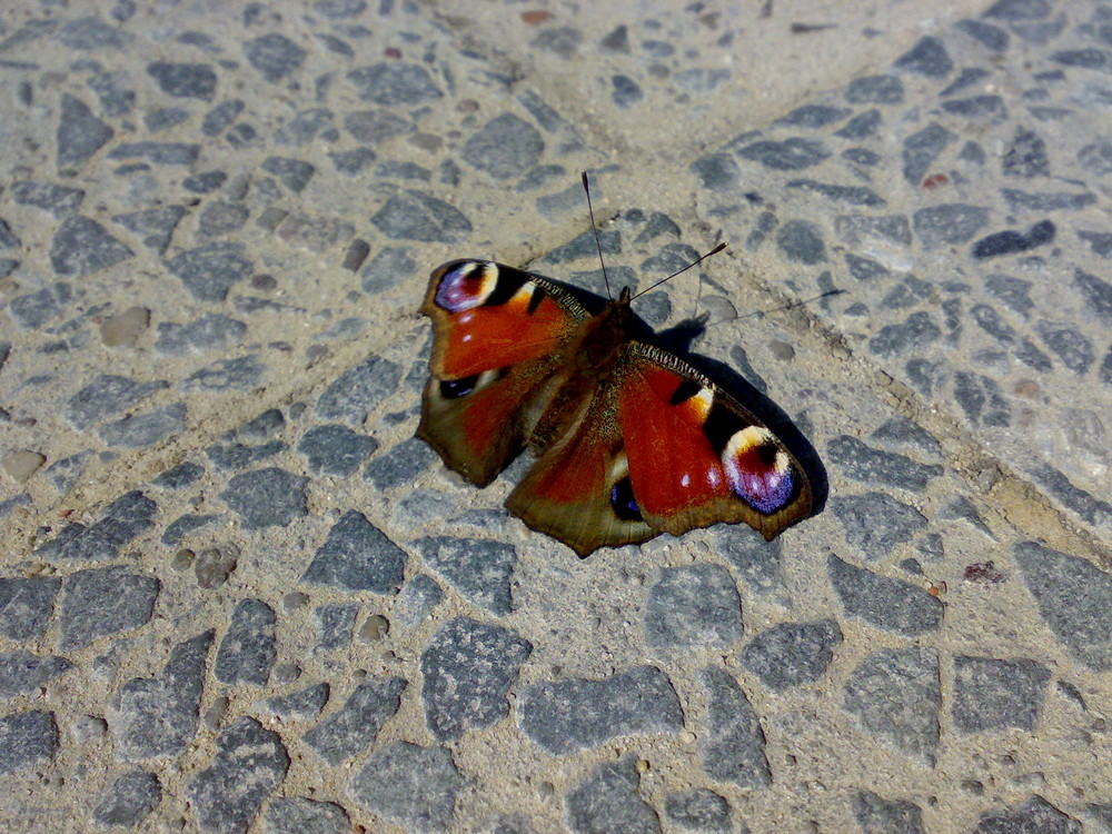 Schmetterling beim Sonnenbaden auf dem Buergersteig (Handypic!!!)