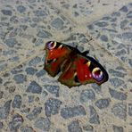 Schmetterling beim Sonnenbaden auf dem Buergersteig (Handypic!!!)