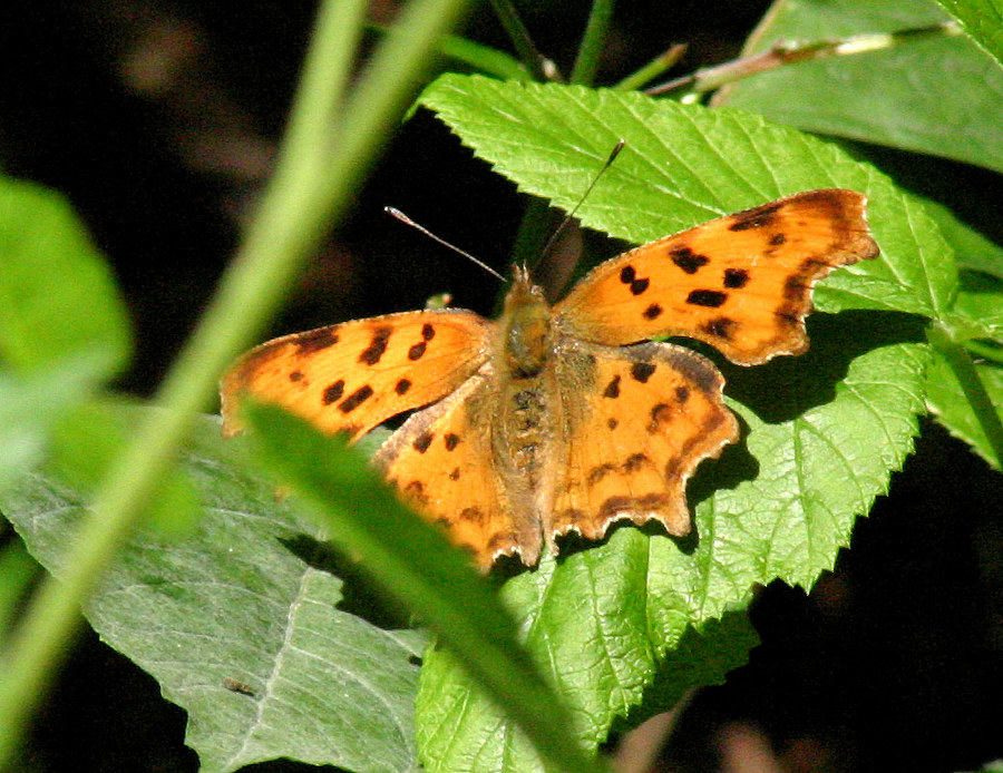 Schmetterling beim Sonnenbaden