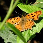 Schmetterling beim Sonnenbaden