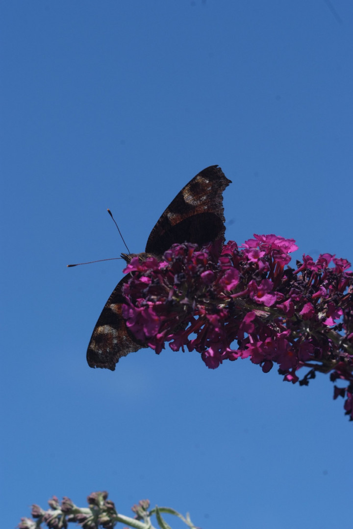 Schmetterling beim Sprung?