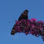 Schmetterling beim Sprung?