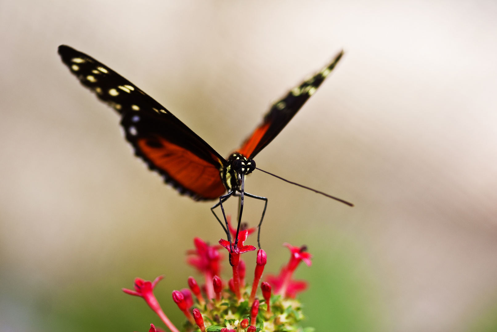 Schmetterling beim Start