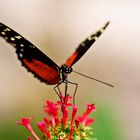 Schmetterling beim Start