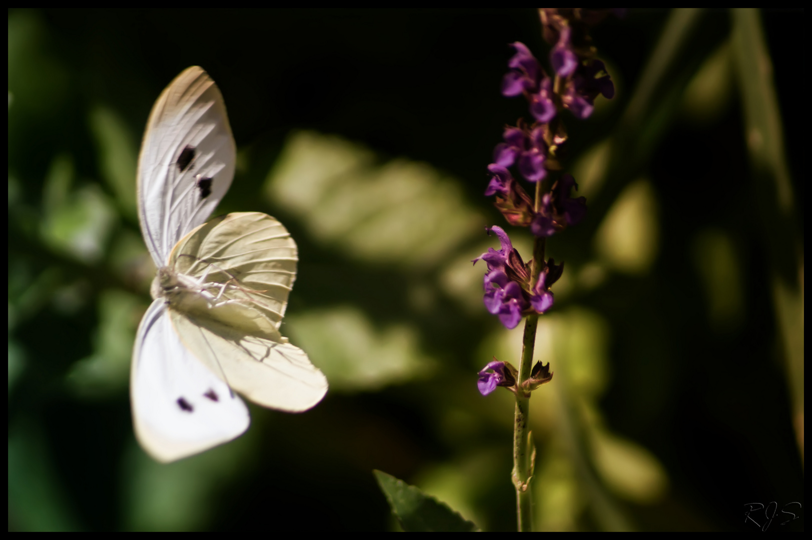 Schmetterling beim Start