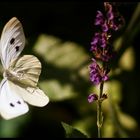 Schmetterling beim Start