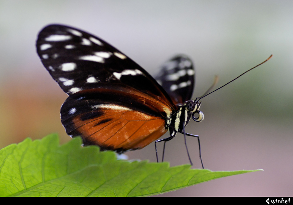 Schmetterling beim starten