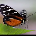 Schmetterling beim starten