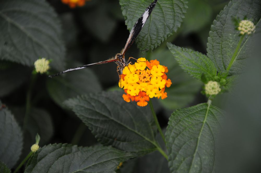 Schmetterling beim "Tanken"