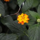 Schmetterling beim "Tanken"