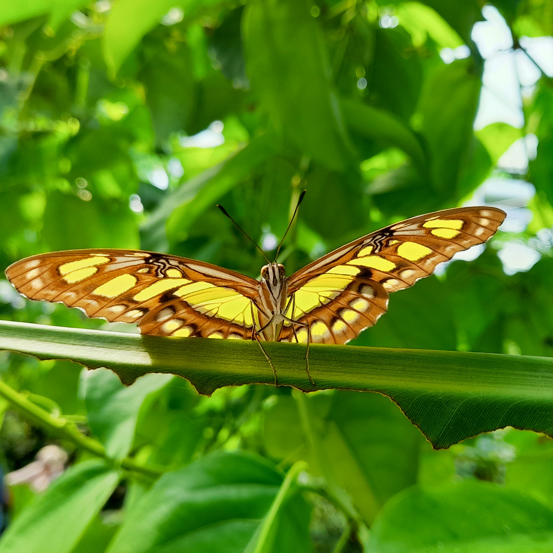 Schmetterling - bereit für's Foto