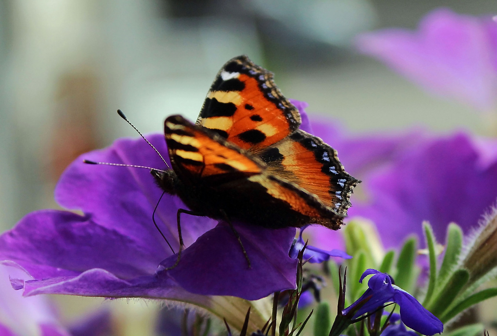 Schmetterling besucht Blüte