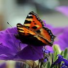 Schmetterling besucht Blüte