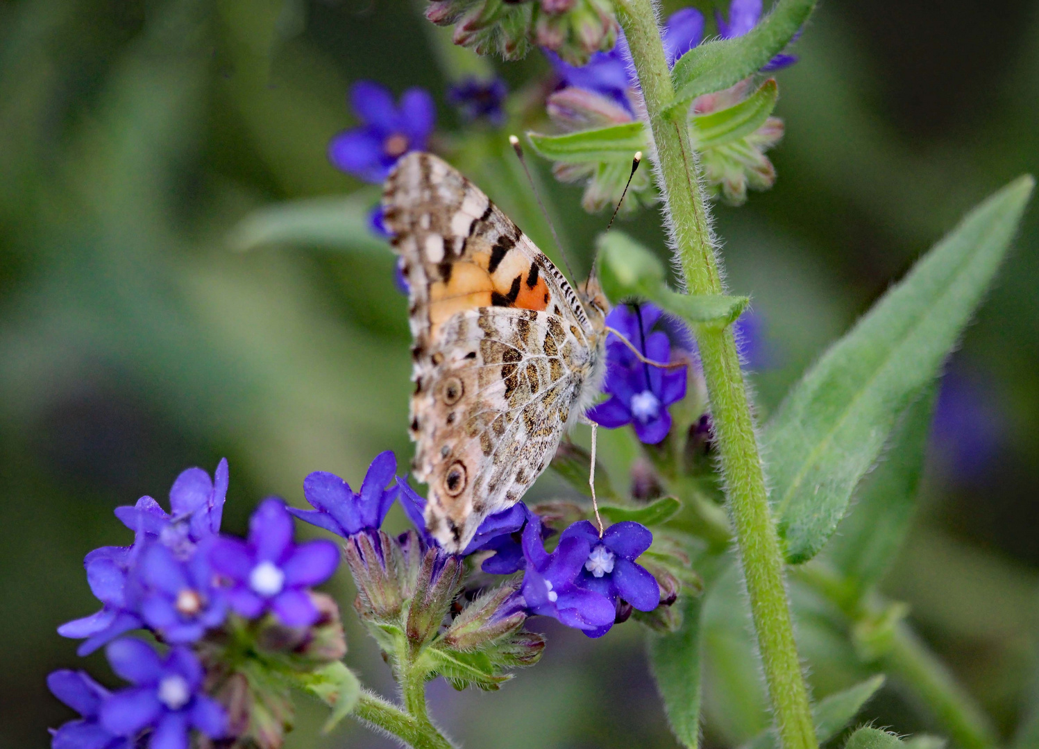 Schmetterling besucht Blüten