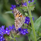 Schmetterling besucht Blüten