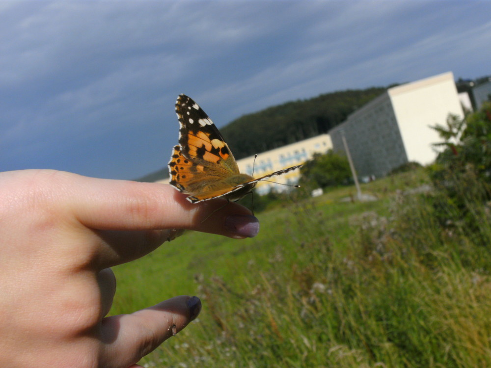 Schmetterling betrachtet die Landschaft