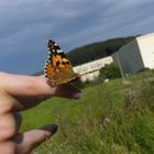 Schmetterling betrachtet die Landschaft