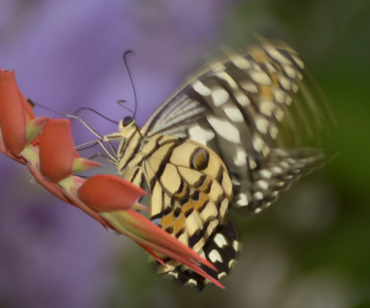 Schmetterling - Bewegt