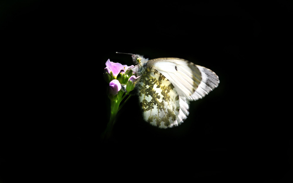 Schmetterling