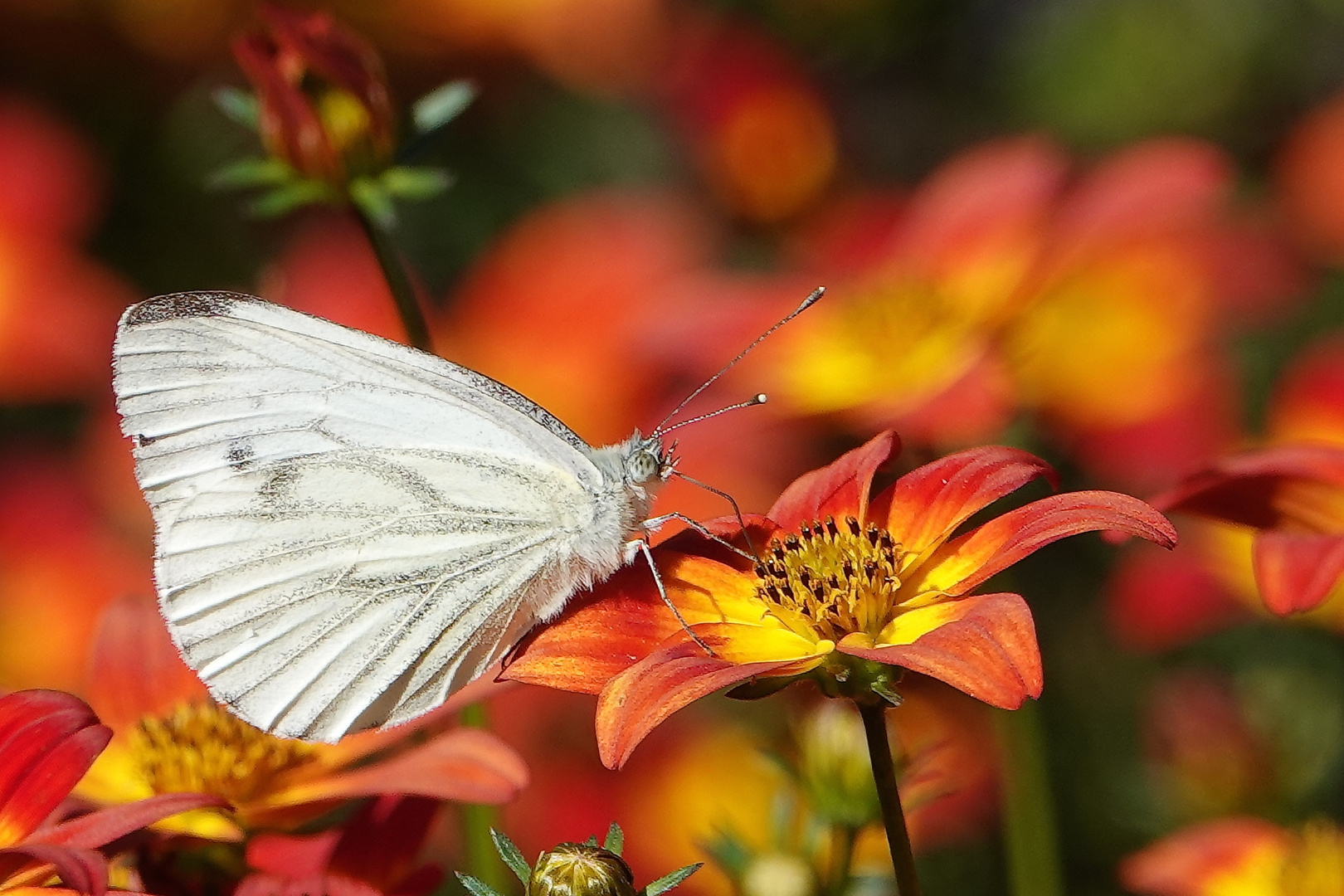 Schmetterling