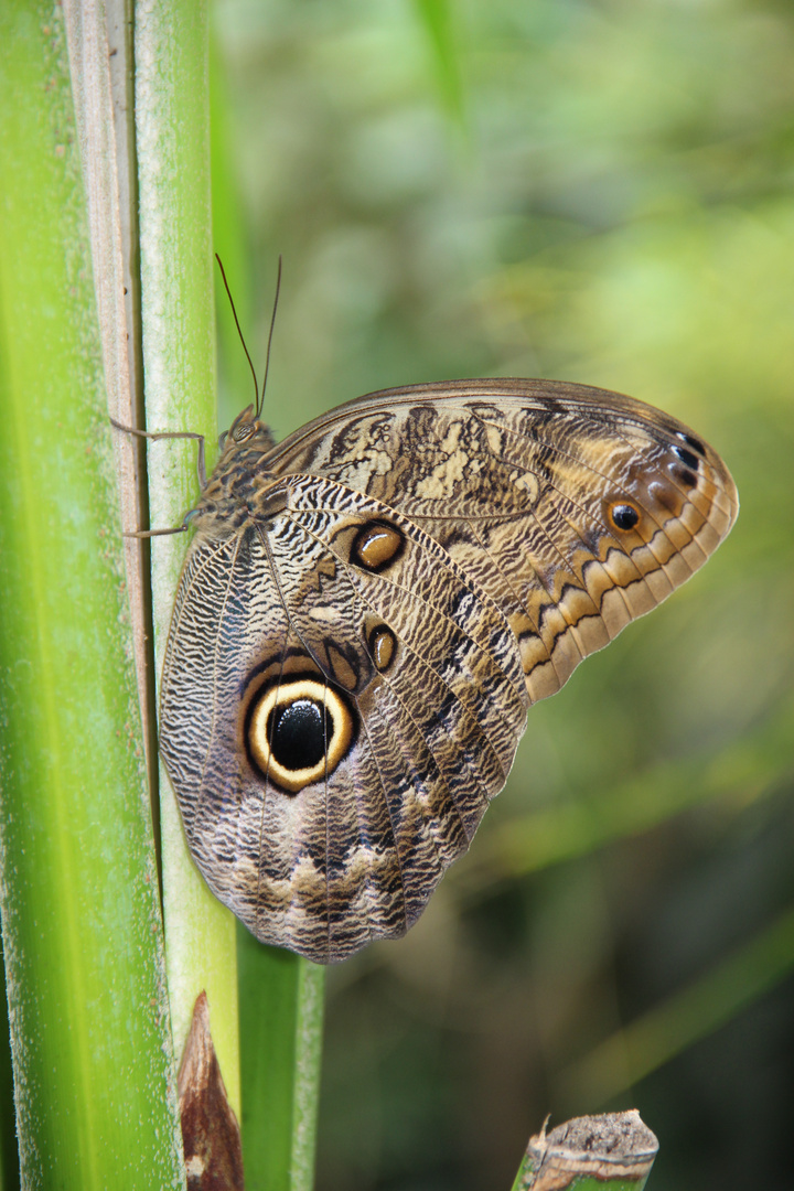 Schmetterling