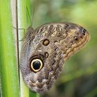 Schmetterling