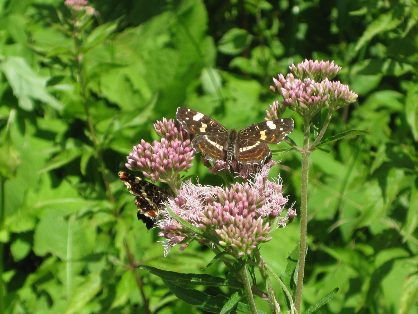 Schmetterling