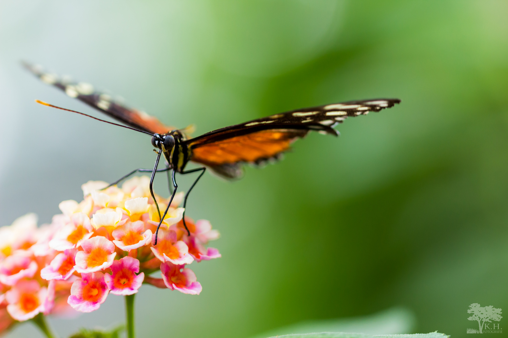 Schmetterling