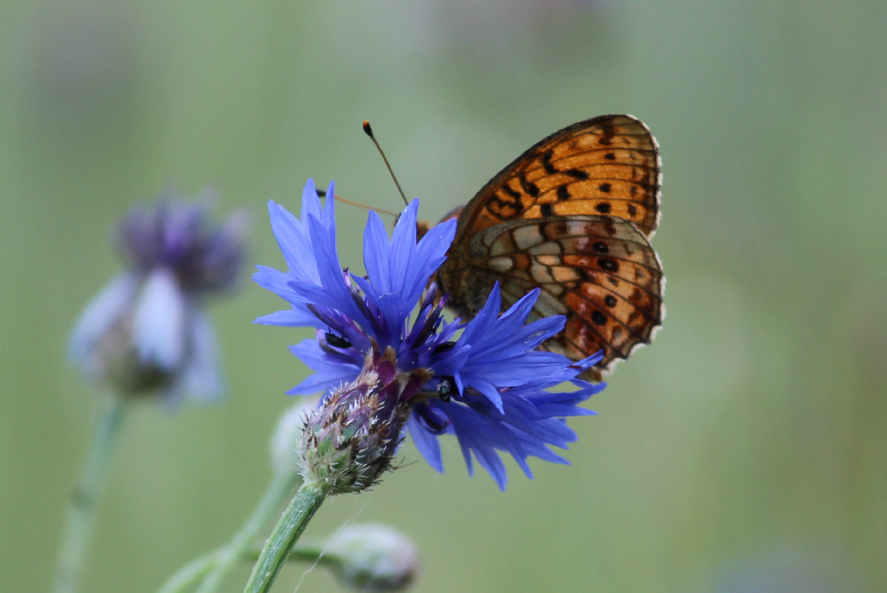 Schmetterling